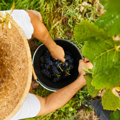 photographe reportage montpellier vendanges vigne bretagne